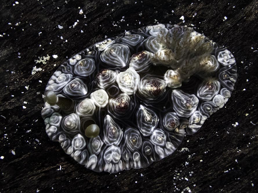 Dendrodoris tuberculosa